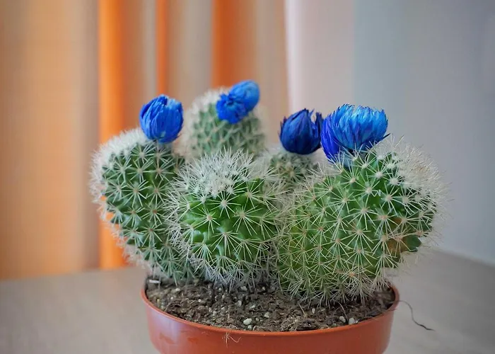 Guest house Vila Aurora Ksamil