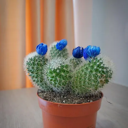 Гостевой дом Vila Aurora Ксамил